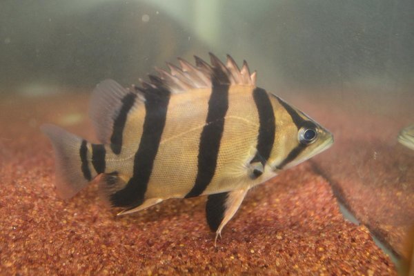 本ダトニオとフォーバータイガーについて - 先日、熱帯魚屋さん