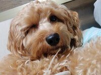 犬のウインクわんこはウインクできますか ウインクしようと意識することはもち Yahoo 知恵袋