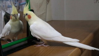 オカメインコについて質問です おかめいんこを飼っています 生ま Yahoo 知恵袋