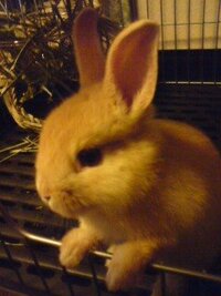 先日生後２ヶ月のネザーランドドワーフを飼ったのですが 体重がすでに約７０ Yahoo 知恵袋