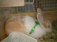 ウサギって目を開けて寝るってまじ たぶん生後1か月半くらいのミニウ Yahoo 知恵袋