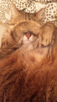 キジトラ サバトラってよく見かけるんですけど なんの猫の種類ですか アメリカン Yahoo 知恵袋