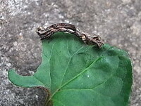 田舎の道端に生えていたドクダミをつんでプランターで栽培しています Yahoo 知恵袋