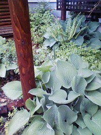 ガーデニング初心者です 家の南側に細長い花壇があります この花壇 Yahoo 知恵袋