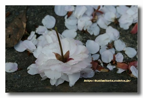 桜の花の散り方ですが ソメイヨシノならば ﾊﾗﾊﾗ と花ﾋﾞﾗが散 Yahoo 知恵袋