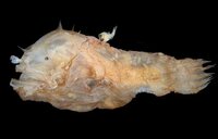 世界一小さい魚は何ですか パエドキプリス プロゲネティカ ドワーフ Yahoo 知恵袋