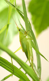 夜になると 草むらからビービーと鳴く音が聞こえるのですが この虫はどん Yahoo 知恵袋