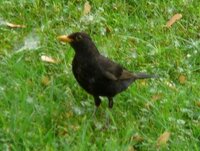 黒い鳥について教えてください カラス以外で黒い羽や黒い翼 Yahoo 知恵袋