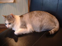 我が家の飼い猫ですが甘えると私の髪の毛を口にくわえ思い切り引 Yahoo 知恵袋