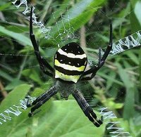 女郎蜘蛛以外で 背中が黒と黄色の縦じまで 足がたぶん灰色っぽい Yahoo 知恵袋