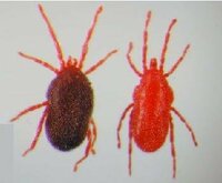 ベランダに赤い虫 とても小さい真っ赤なクモのような虫がいまし Yahoo 知恵袋