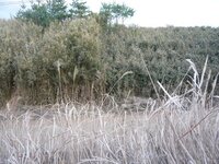 笹を駆除したいのですが 他の植物を害することなく枯らすことのできる薬はないでし Yahoo 知恵袋