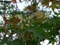 椛モミジもみじ楓カエデかえでの種はどこにいつついてますか Yahoo 知恵袋