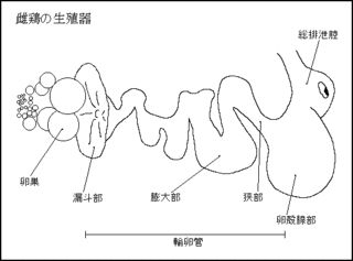 雌の鶏のおなかの中は卵でいっぱいですか 鶏の卵は１日に１個生 Yahoo 知恵袋