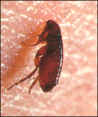 黒い 跳ねる 虫 6731 小さい 黒い 跳ねる 虫 Pictngamukjpnffd
