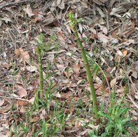 イタドリというフキに似た 春先に食べる植物のような食べ物をご存知ですか Yahoo 知恵袋