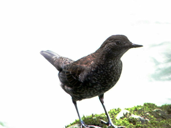 １週間前から家のそばで 蛙のような鳴き声の鳥がいます 何という名前の鳥なんでし Yahoo 知恵袋