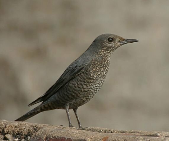 １週間前から家のそばで 蛙のような鳴き声の鳥がいます 何という名前の鳥なんでし Yahoo 知恵袋