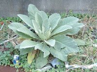 とても大きい気持ちの悪い雑草をよく見ます この雑草の名前を教えて下さい Yahoo 知恵袋