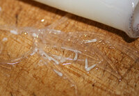 寄生虫 精子 イカわた料理に透明で細長いものを発見しました Yahoo 知恵袋