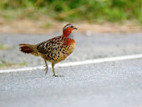 野性の鳥で飛ばない鳥と言えばなんですか 今日 山で作業中に見ました 大きさ Yahoo 知恵袋