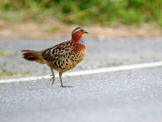 野性の鳥で飛ばない鳥と言えばなんですか 今日 山で作業中に見ました 大きさ Yahoo 知恵袋