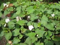 5月 6月の雑草で独特の臭いがする植物は何ですか 雑草が生えてる所から臭 Yahoo 知恵袋