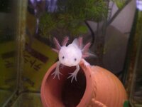 ウーパールーパーは淡水生物ですよね すいません変な質問で Yahoo 知恵袋
