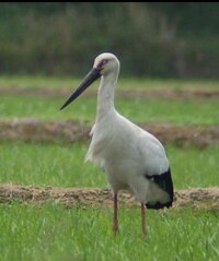 今朝見た鳥が何だったのか知りたいんですが たんぼのあぜ道で 鶴に似た鳥を見 Yahoo 知恵袋