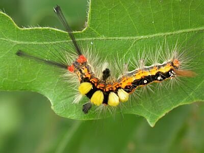 珍しいオレンジ色の毛虫 何になりますか 毛の生え方が凄く珍しい毛虫 Yahoo 知恵袋