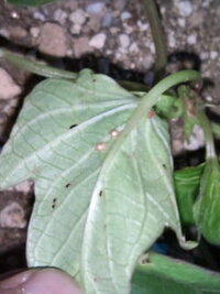 さつまいもの葉っぱに虫が発生 助けてください 植物栽培 Yahoo 知恵袋