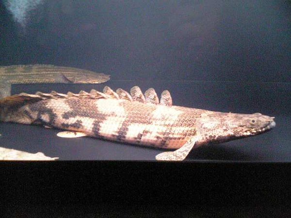45cmの水槽でポリプテルス・エンドリケリー(15cm)とブラック 