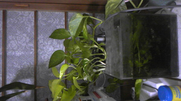 水槽に観葉植物入れても水草同様に養分吸収しますか アクアリウム愛好家の Yahoo 知恵袋