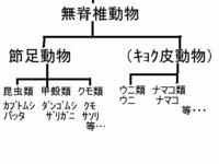 小３の理科の宿題です 子供に質問されたのですが 昆虫とは Yahoo 知恵袋