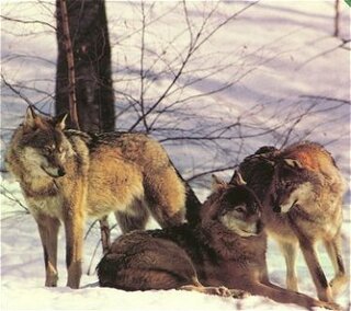 動物図鑑によればイヌ科最大の動物はオオカミらしいですが 実際にはマスティフ系 Yahoo 知恵袋
