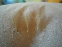 うさぎの毛 皮膚 が 心配です 最近 うさぎの首あたりに 毛の固まりが出来てし Yahoo 知恵袋