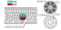 理科で師管と導管と 維管束について詳しく教えてください 中学生の理 Yahoo 知恵袋