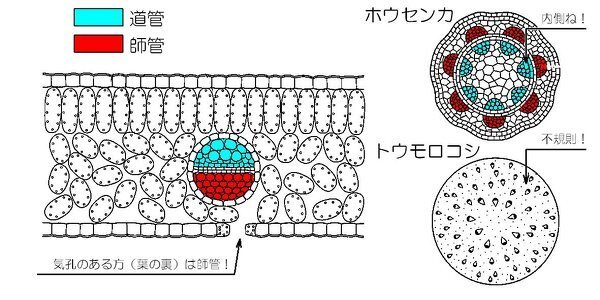 理科で師管と導管と 維管束について詳しく教えてください 中学生の理 Yahoo 知恵袋