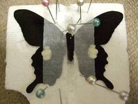 アゲハ蝶の標本を作りたいのですが素人でもできますか アゲハ蝶をいれる額とか Yahoo 知恵袋