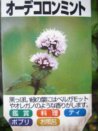 オーデコロンミントは普通のミントと同じように ジュースなど食用に Yahoo 知恵袋