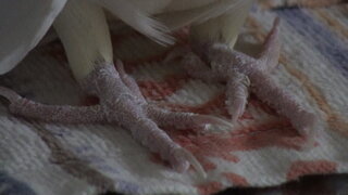 オカメインコやセキセイインコなどの足の指の本数を教えてくださ Yahoo 知恵袋