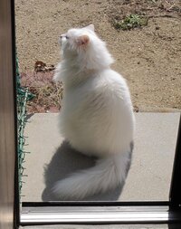 白い猫とアルビノの猫の見分け方を教えて下さい 保護され Yahoo 知恵袋