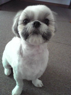 100以上 ウナちゃんマン 犬 剥製