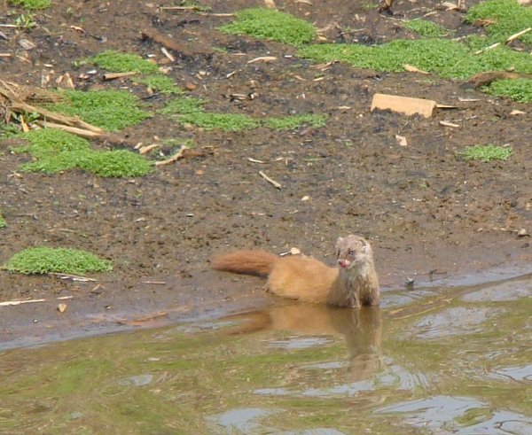 この動物の名前を教えて下さい 写真の動物は琵琶湖の湖岸で死んでいた Yahoo 知恵袋
