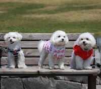 クレヨンしんちゃんに出てくる犬のシロは実際の犬に例えるとどんな種類ですか 写真 Yahoo 知恵袋