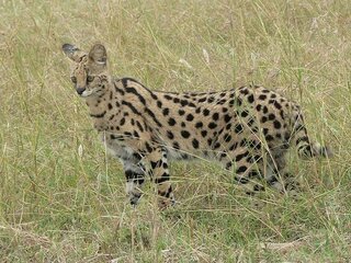 サーバルキャットやカラカルを飼うにあたって 放し飼いおｋですか Yahoo 知恵袋