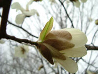 見分け方を教えてください モクレンとコブシの見分け方が分か Yahoo 知恵袋