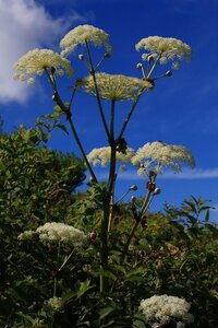 今宗谷地方に咲いている一見木のような 盆栽のような感じで高さ Yahoo 知恵袋
