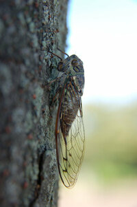 セミが一晩中ベランダでひっくり返ってたんですが 先程飛んで行きました 死んだのか 教えて 住まいの先生 Yahoo 不動産