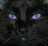 青い目を持つ黒猫っているんでしょうか ちなみにキトゥンブルーな Yahoo 知恵袋